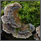 Trametes versicolor