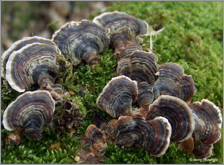 Trametes versicolor