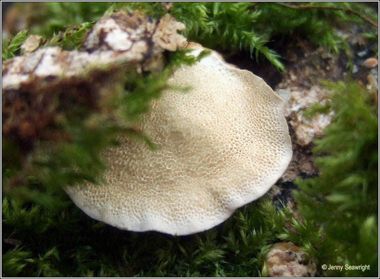 Trametes versicolor