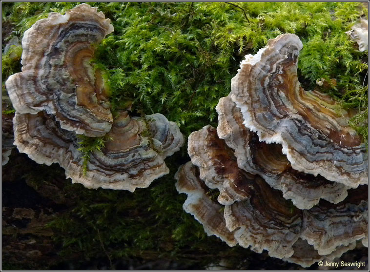 Trametes versicolor