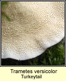 Trametes versicolor