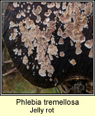 Phlebia tremellosa