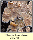 Phlebia tremellosa