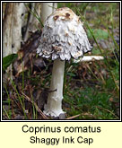 Coprinus comatus, Shaggy Ink cap