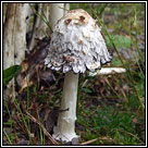 Coprinus comatus, Shaggy Ink Cap