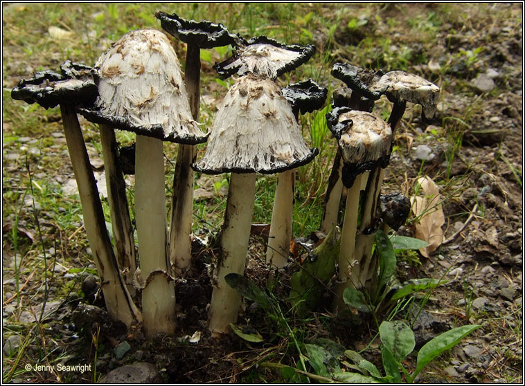 Coprinus comatus, Shaggy Ink Cap