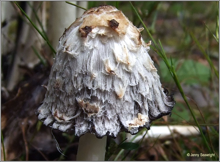 Coprinus comatus, Shaggy Ink Cap