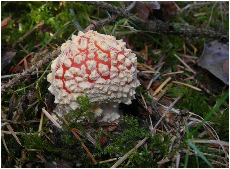 Amanita muscaria, Fly Agaric