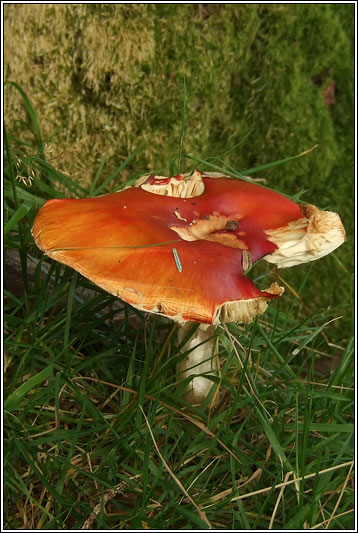 Amanita muscaria, Fly Agaric