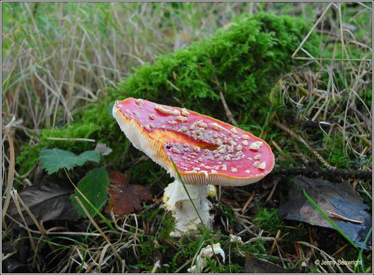 Amanita muscaria, Fly Agaric