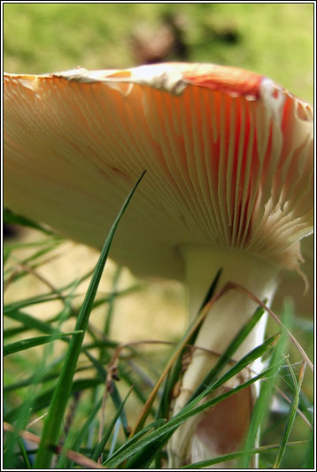 Amanita muscaria, Fly Agaric