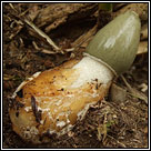 Phallus impudicus, Stinkhorn