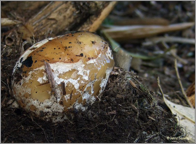 Phallus impudicus, Stinkhorn