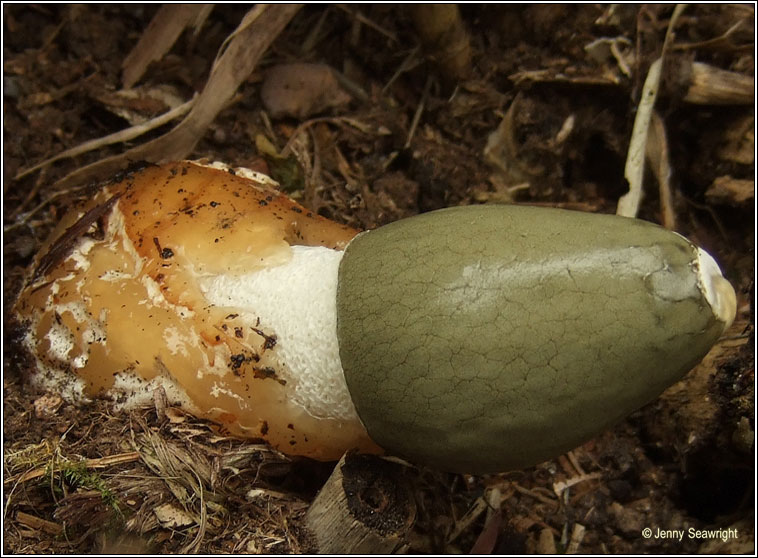 Phallus impudicus, Stinkhorn