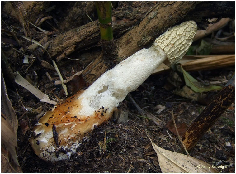 Phallus impudicus, Stinkhorn