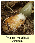 Phallus impudicus, Stinkhorn