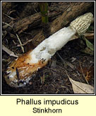 Phallus impudicus, Stinkhorn