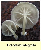 Delicatula integrella