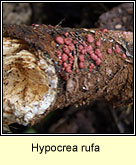 Hypocrea rufa