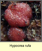 Hypocrea rufa