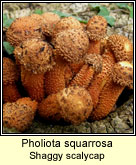 Pholiota squarrosa, Shaggy scalycap