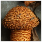 Pholiota squarrosa, Shaggy Scalycap