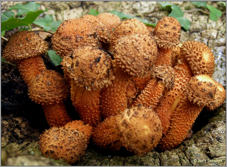 Pholiota squarrosa, Shaggy Scalycap