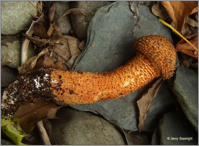 Pholiota squarrosa, Shaggy Scalycap