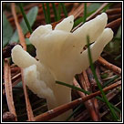 Clavulina rugosa, Wrinkled club