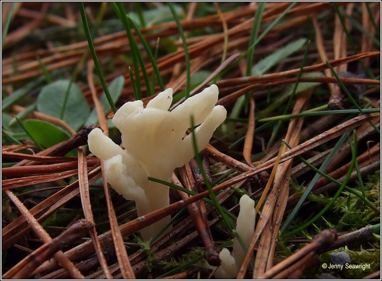 Clavulina rugosa, Wrinkled club