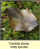 Trochila ilicina, Holly speckle