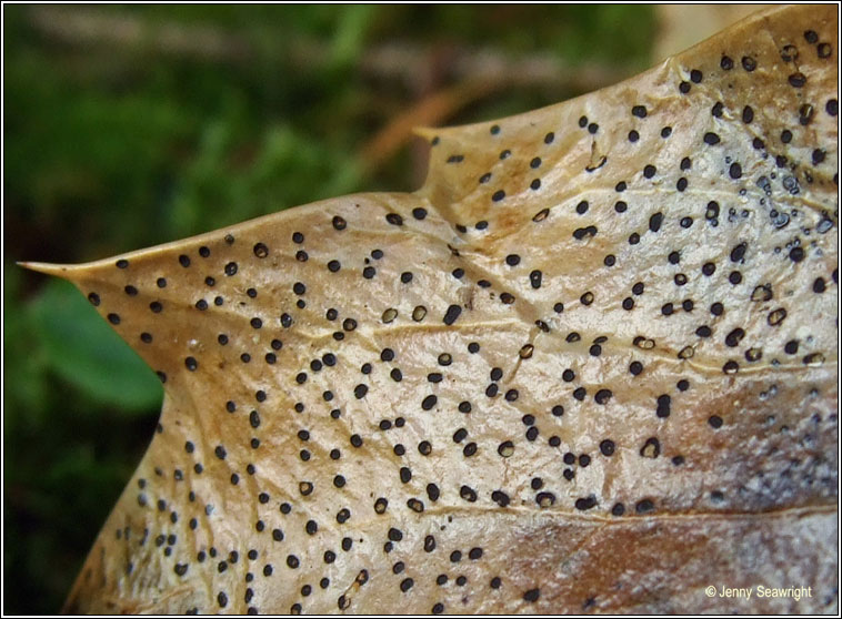 Trochila ilicina, Holly speckle