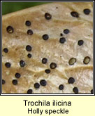 Trochila ilicina, Holly speckle