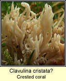 Clavulina cristata, White coral fungus