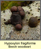 Hypoxylon fragiforme, Beech woodwart