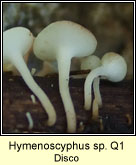 Hymenoscyphus sp Q1, Disco