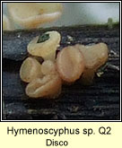 Hymenoscyphus sp Q2, Disco