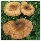 Armillaria gallica, Honey fungus