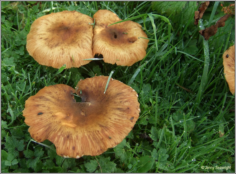 Armillaria gallica, Honey fungus