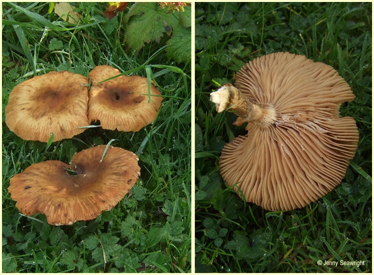 Armillaria gallica, Honey fungus