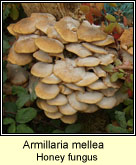 Armillaria mellea, Honey fungus