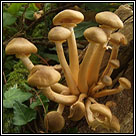 Armillaria mellea, Honey fungus