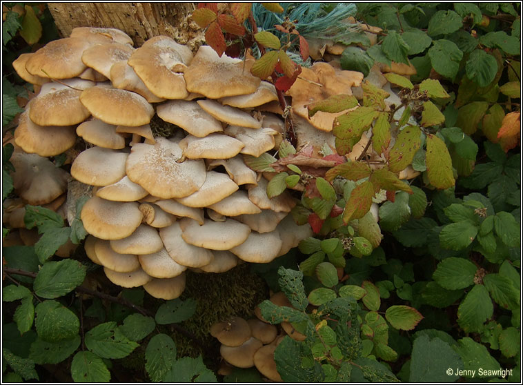 Armillaria mellea, Honey fungus