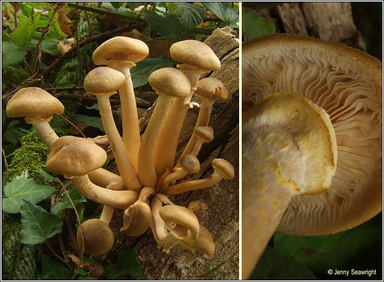 Armillaria mellea, Honey fungus