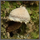 Cortinarius