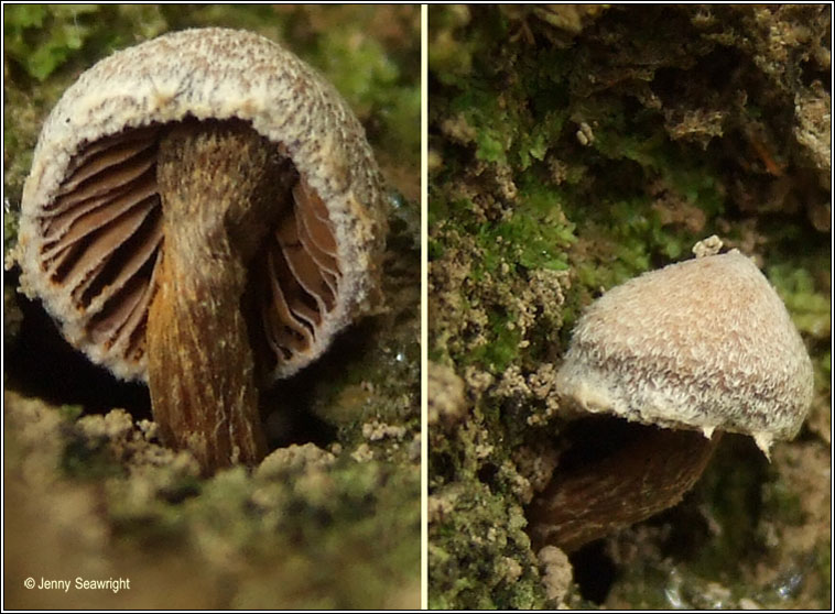 Cortinarius