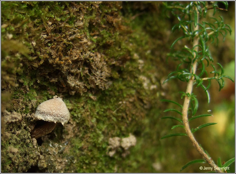 Cortinarius