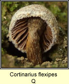 Cortinarius