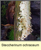 Steccherinum ochraceum