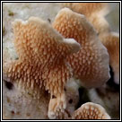 Steccherinum ochraceum